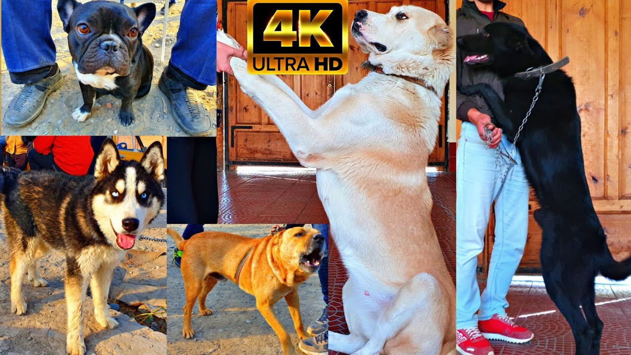 FARG'ONA 🐕BESHBOLA🐶IT BOZORI (🎥4K FORMATDA)