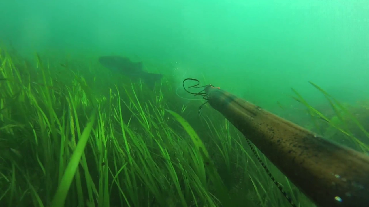 chasse sous marine ile d'yeu YE 1080p
