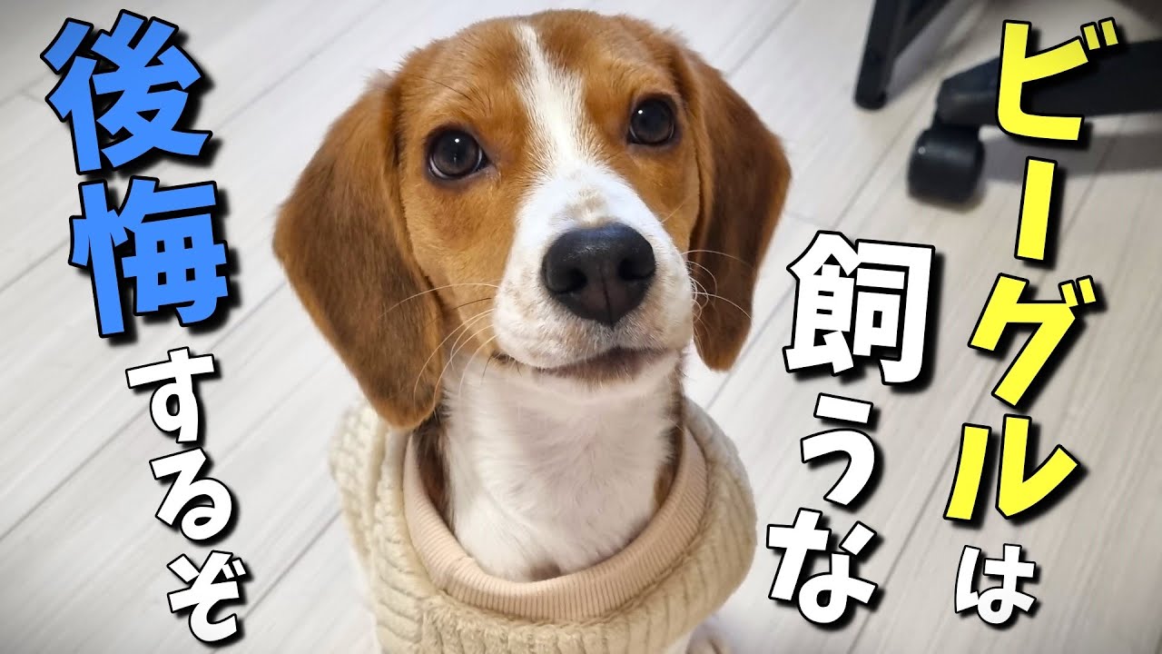ビーグルを飼って大変なこと10選！最も飼いにくい犬種と言われる本当の理由