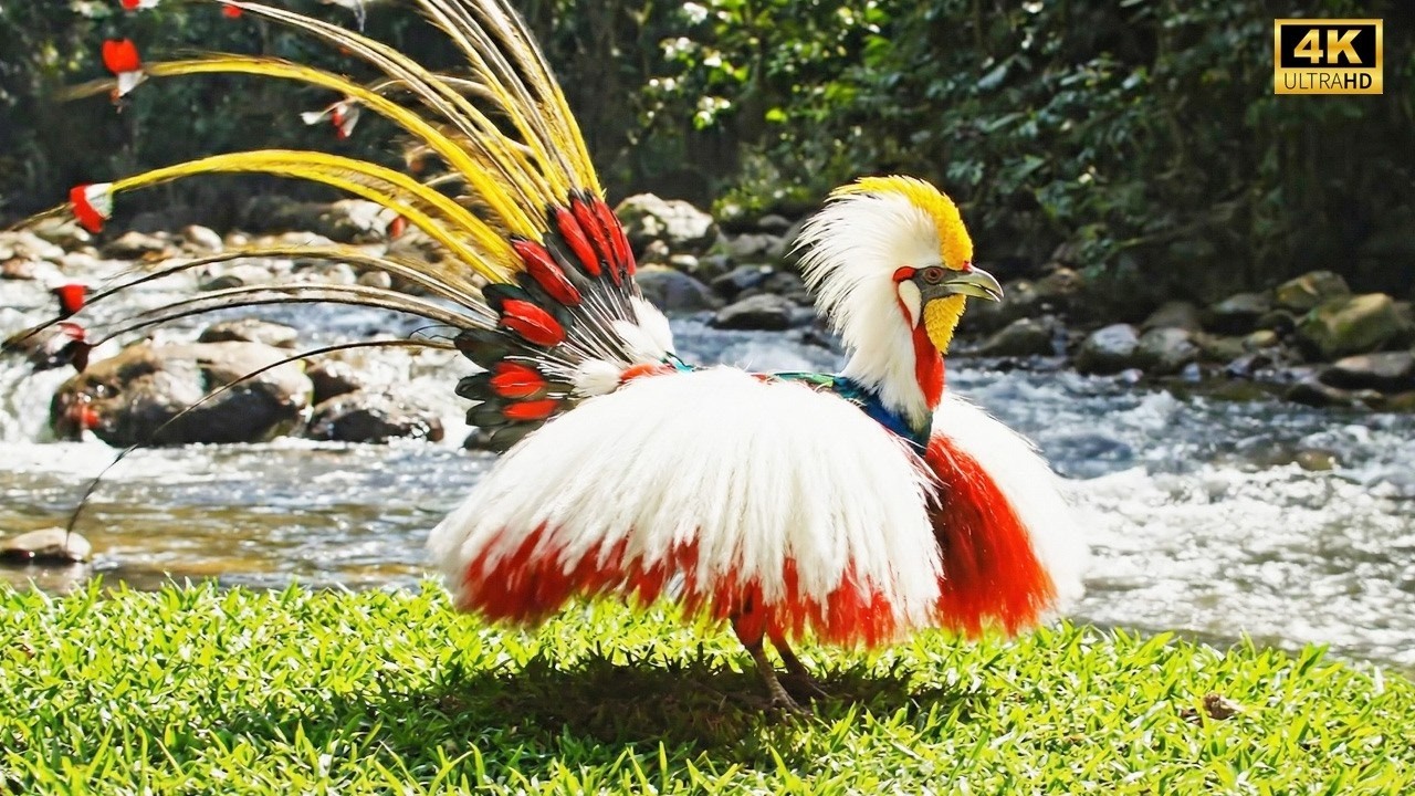 Top 100 Rarest, Weirdest & Most Beautiful Birds on Earth  Nature 4K ASMR