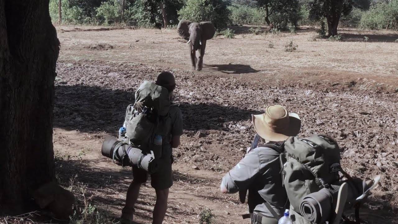 Elephant charges guides on foot in Pafuri region of Kruger - Devon Myers & Andrew Booth
