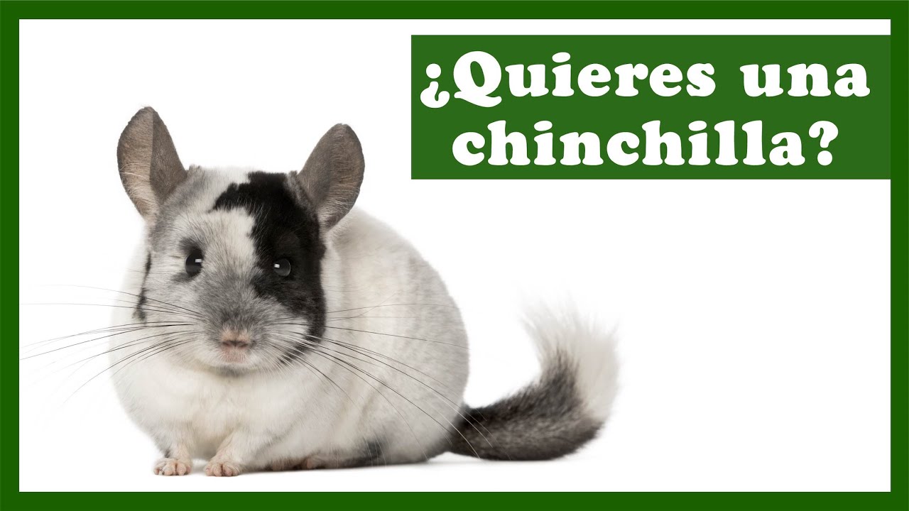 ¡Mi 1ª chinchilla!😍Selección de vídeos para saber cómo cuidar a una chinchilla.