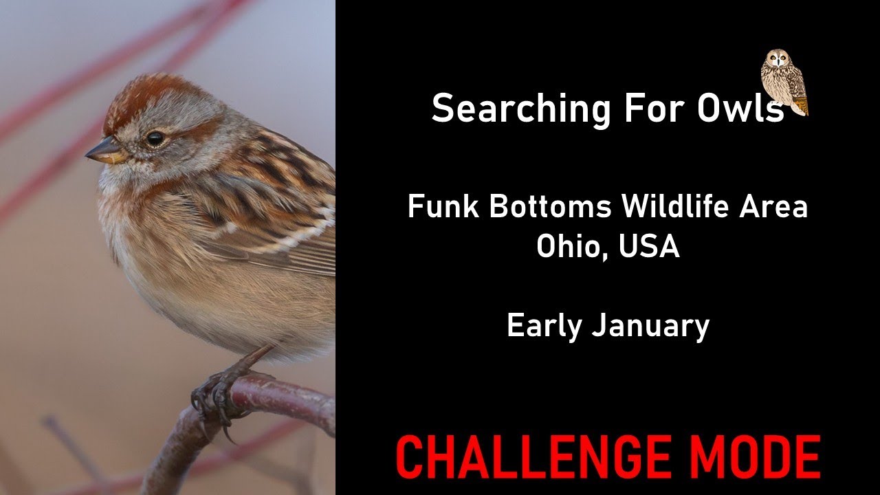 You Search For Owls at Funk Bottoms! (Challenge Mode) | Virtual Birding
