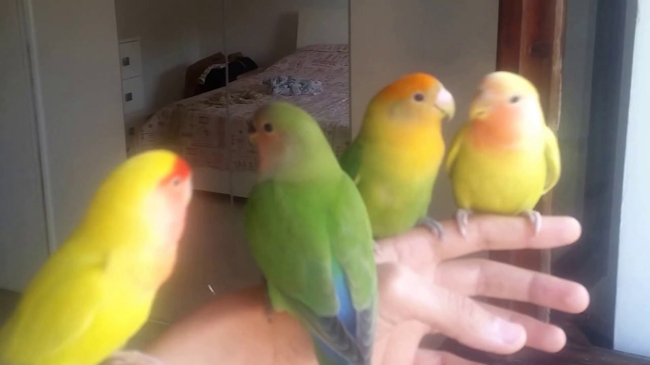 come addestrare un inseparabile al volo libero 2