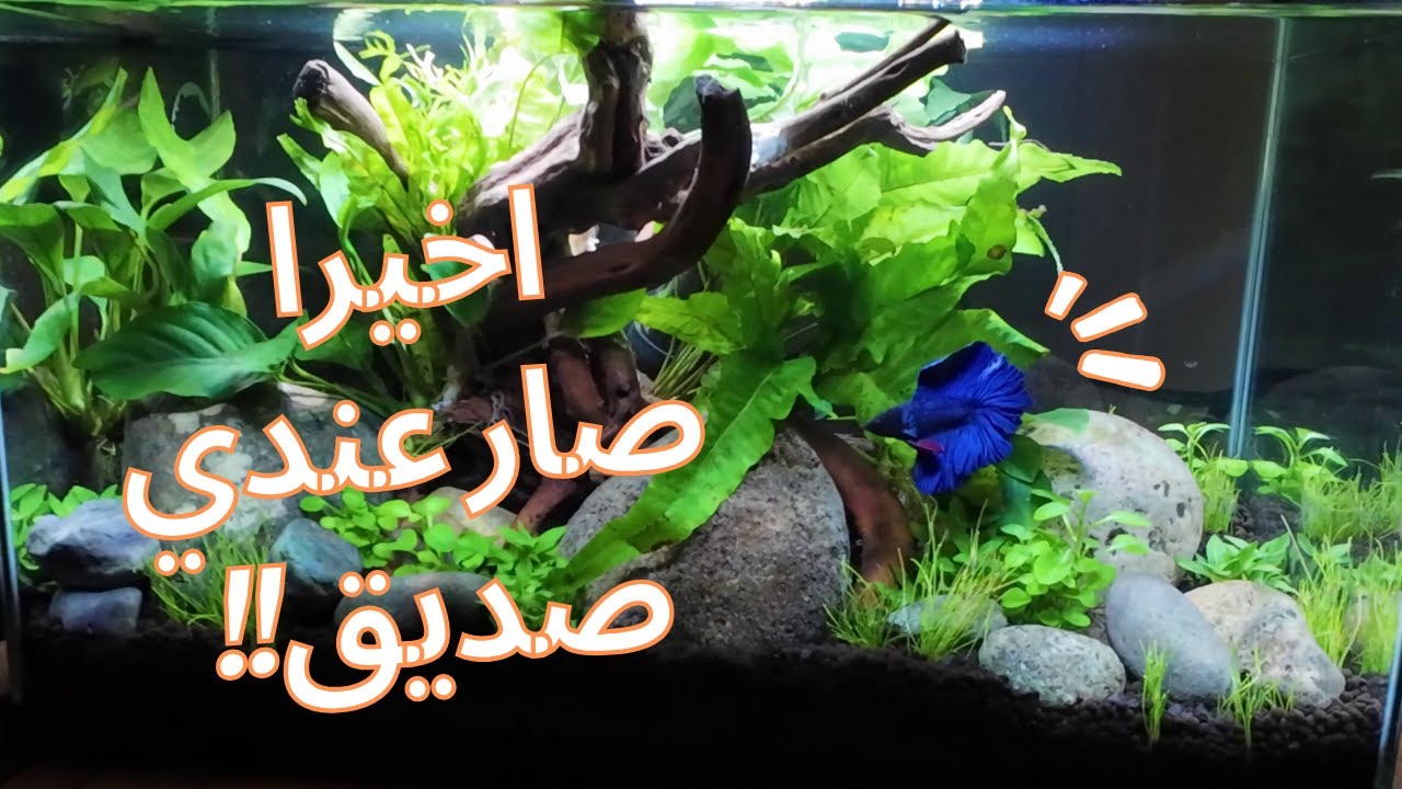 Betta fish tank..احسن صديق بالغربة! لو تفضلون غير حيوان اليف؟؟