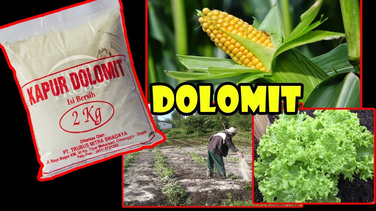 Gunakan Dolomit agar Tanah&Tanaman kembali subur & sehat ! How Dolomite work to Fertile Soil?