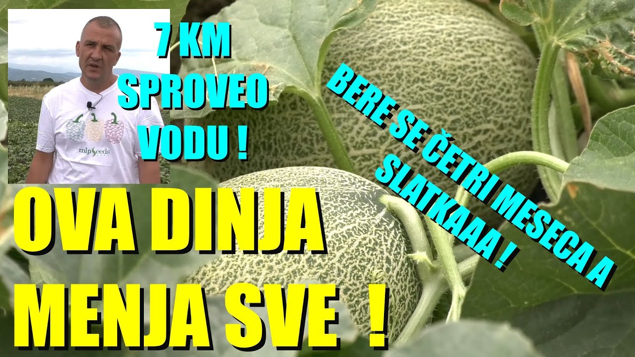 DINJE na JUGU SRBIJE  ovo je NOVO - double DINJA koja se ne prska, ne djubri a RASTE i slatka je !!