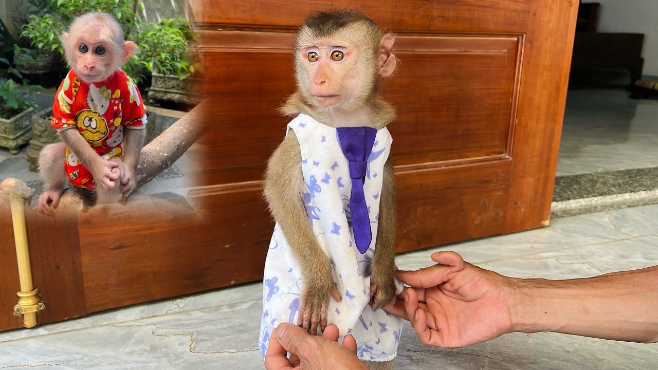 Dad dressed Tina in new clothes and took her to visit a close friend.