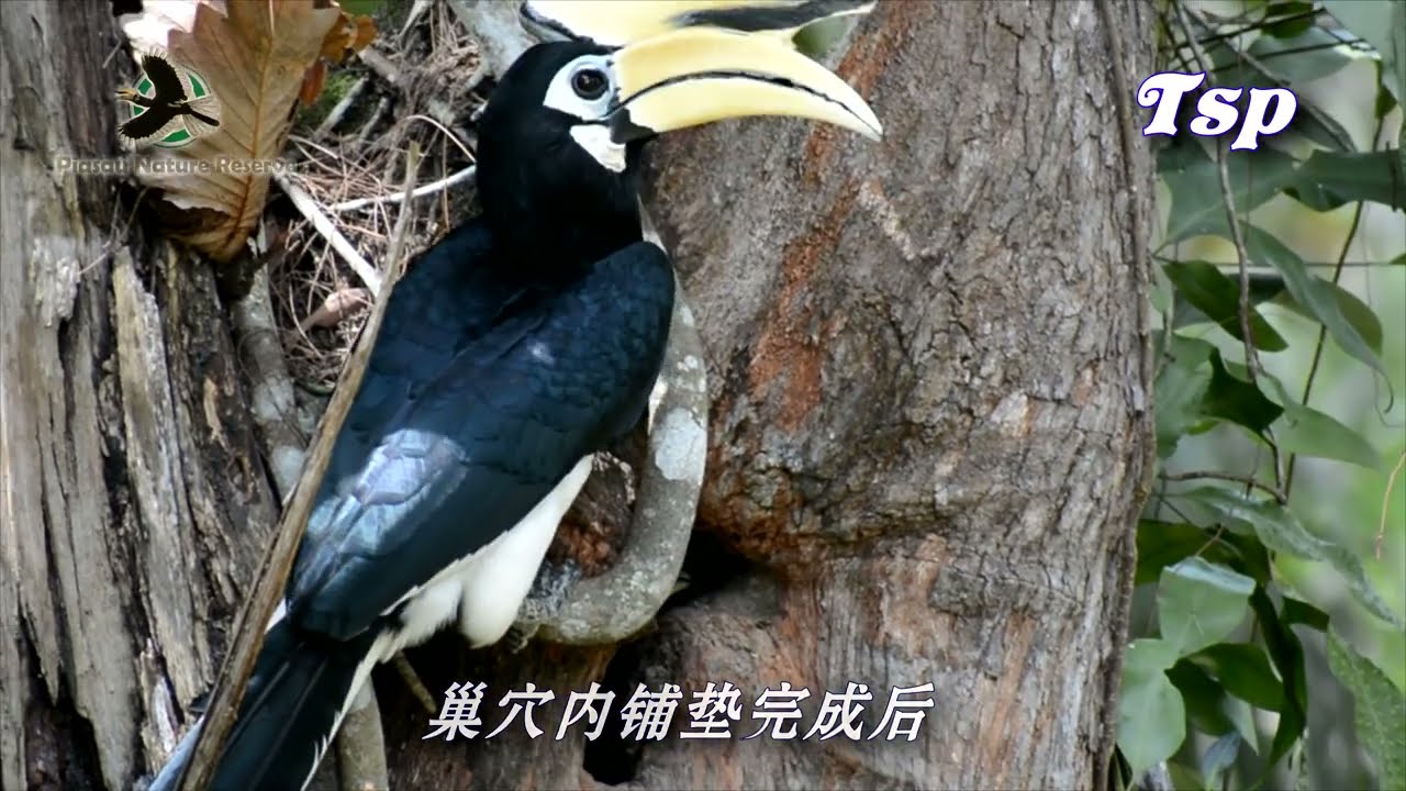 冠斑犀鸟,美里,砂拉越Oriental Pied Hornbill at Miri,Sarawak.