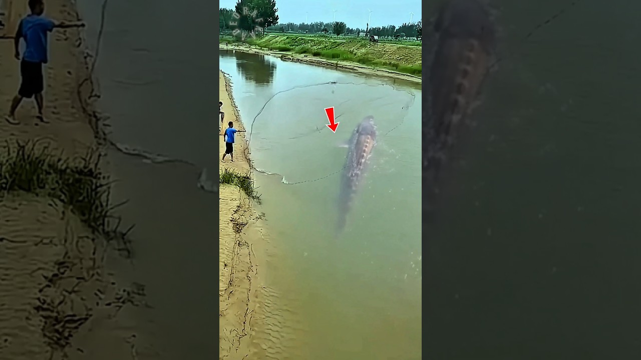 OMG AMAZING STURGEON FISH⁉️ 