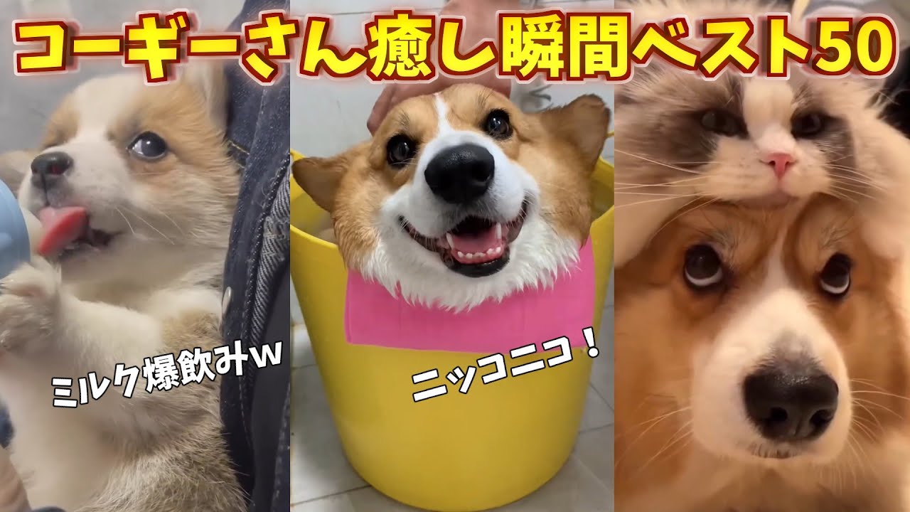コーギーさん癒し瞬間ベスト５０！_part1