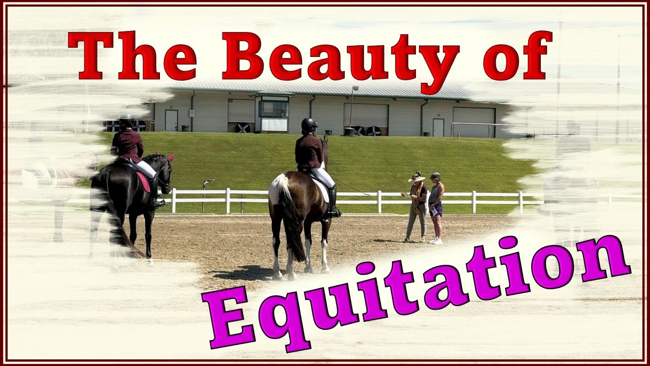 Improve Your Equitation: Rider Position & Correct Use of Aids - Leo Equestrian #horse #dressage