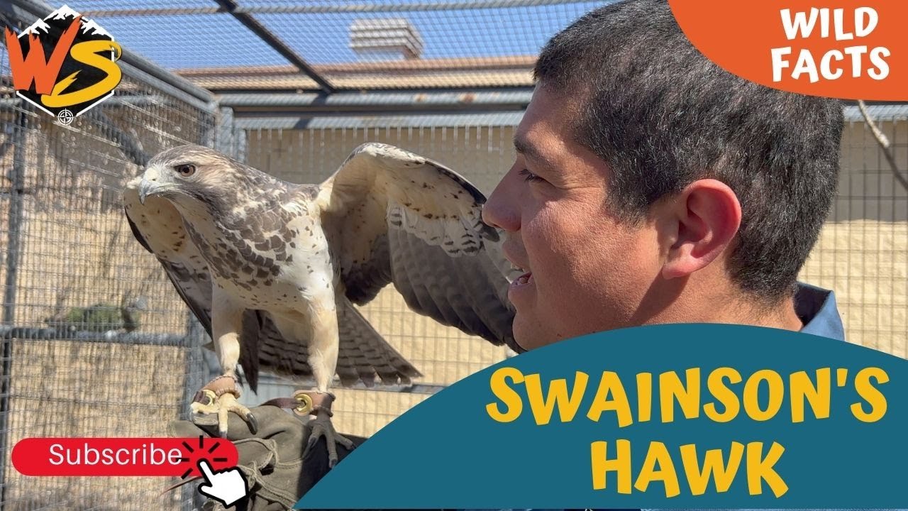 Ястреб Свенсона взмывает в воздух! Факты о ястребе