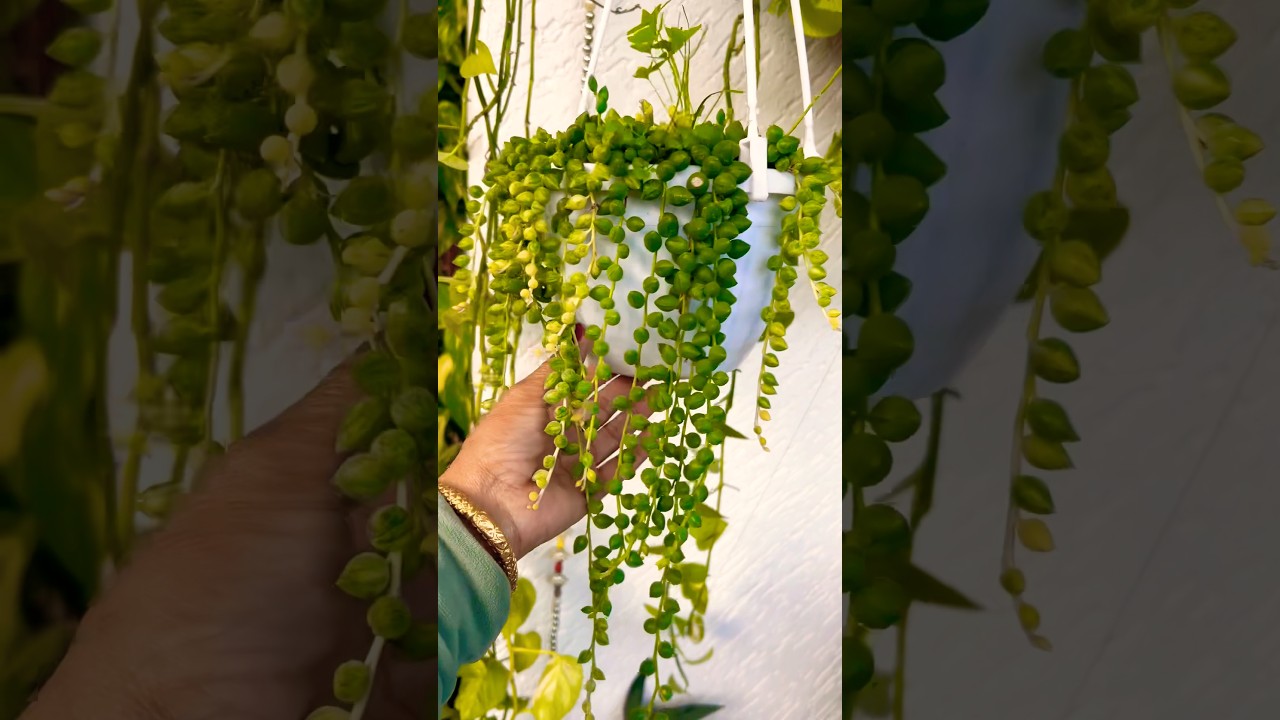 Beautiful permanent hanging plants for home 