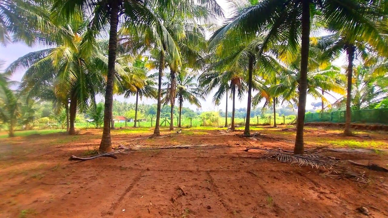 1 Acre Coconut Farm & Farm House for Sale  in KInathukadavu Near | 7 kms from Cbe to Pollachi Bypass