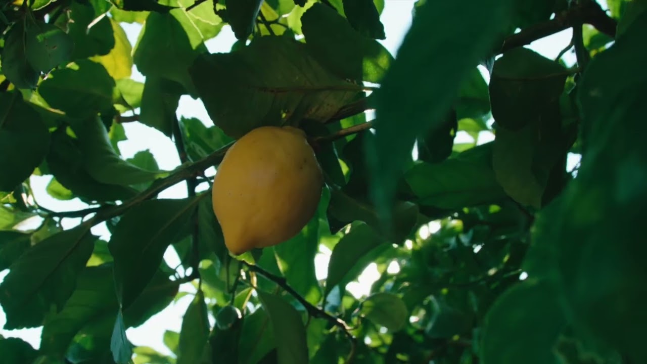 Vigneto Consalvo - Cava dei Tirreni 