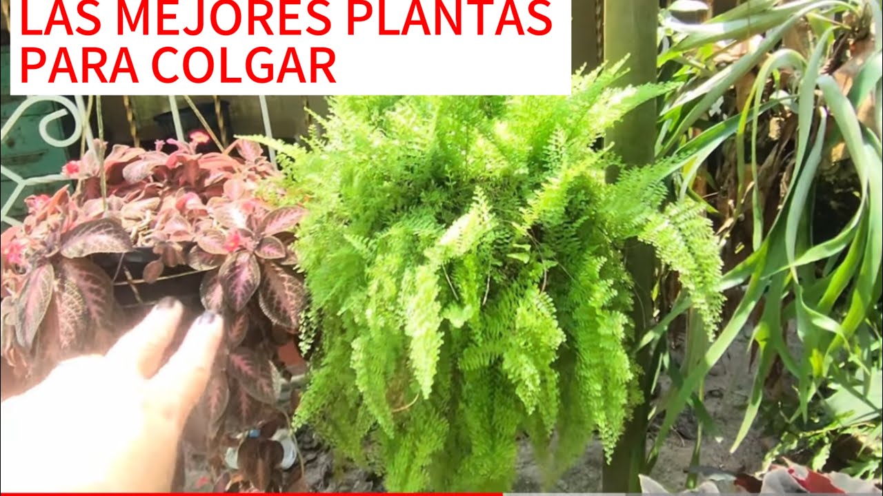 Plantas ideales para macetas colgantes