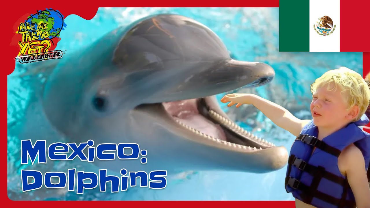 🐬 Swimming with Dolphins in Mexico! | Are We There Yet? Kids Adventure 🌊✨