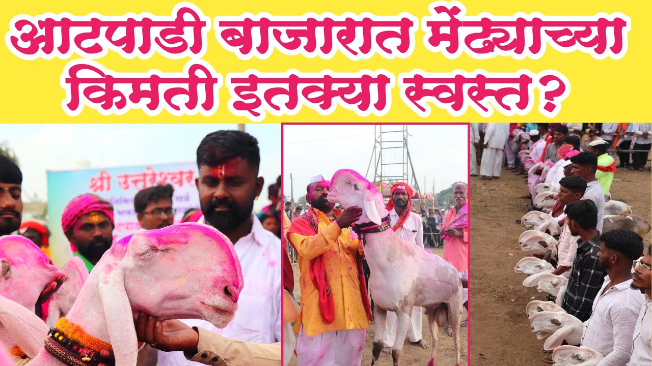 आटपाडी बाजारात माडग्याळ मेंढी च्या किमती इतक्या स्वस्त? मेंढी बाजार आटपाडी | Sheep Market Atpadi