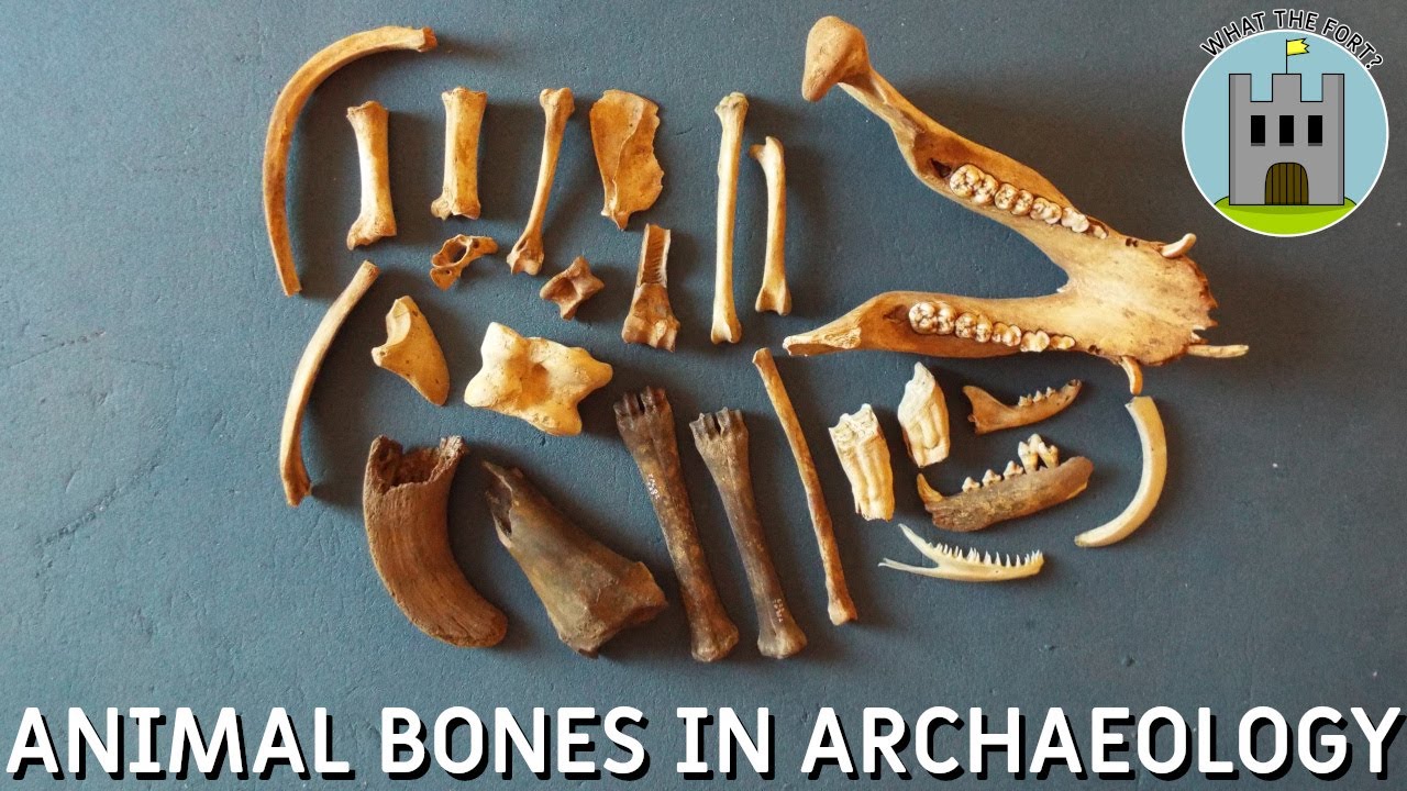 Animal bones in archaeology