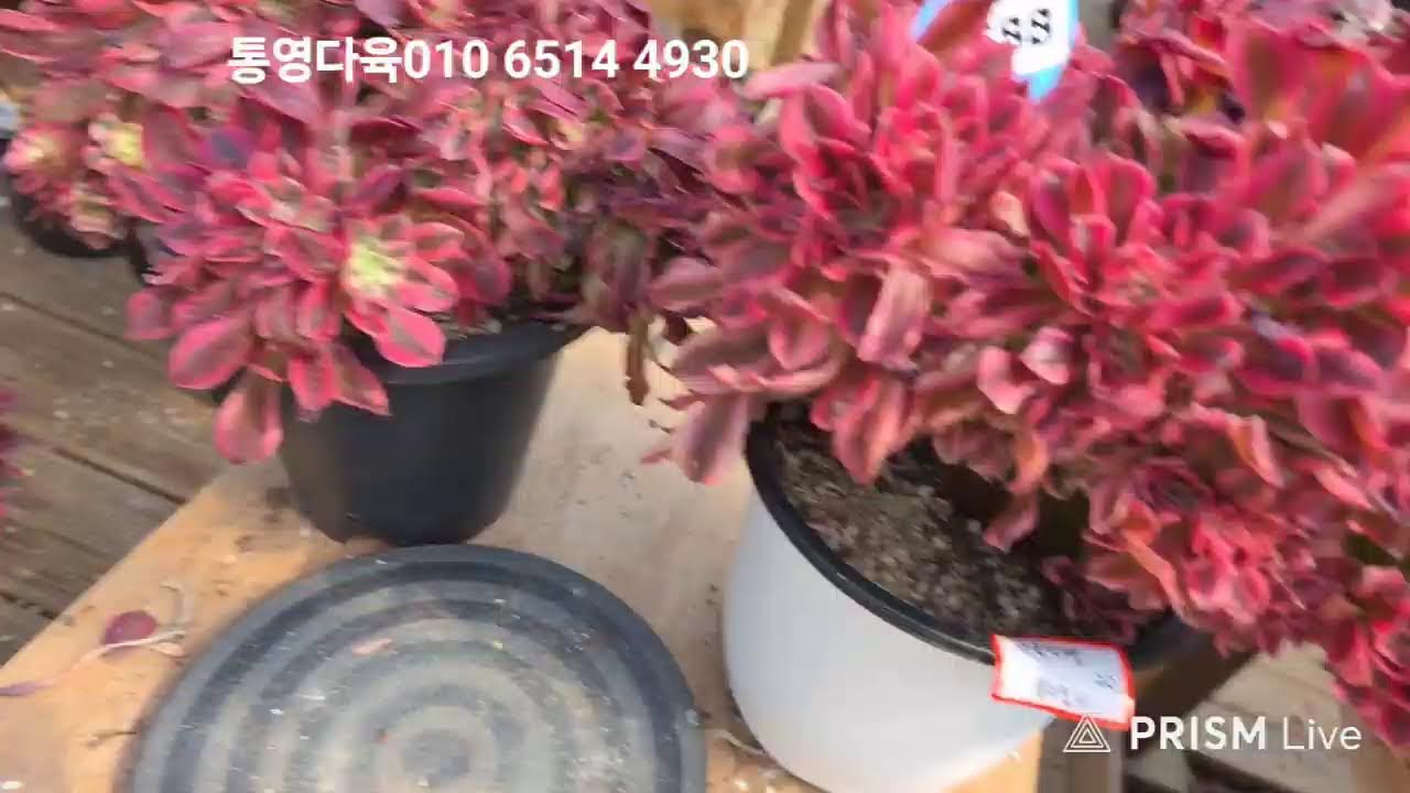 통영다육  라이브 방송