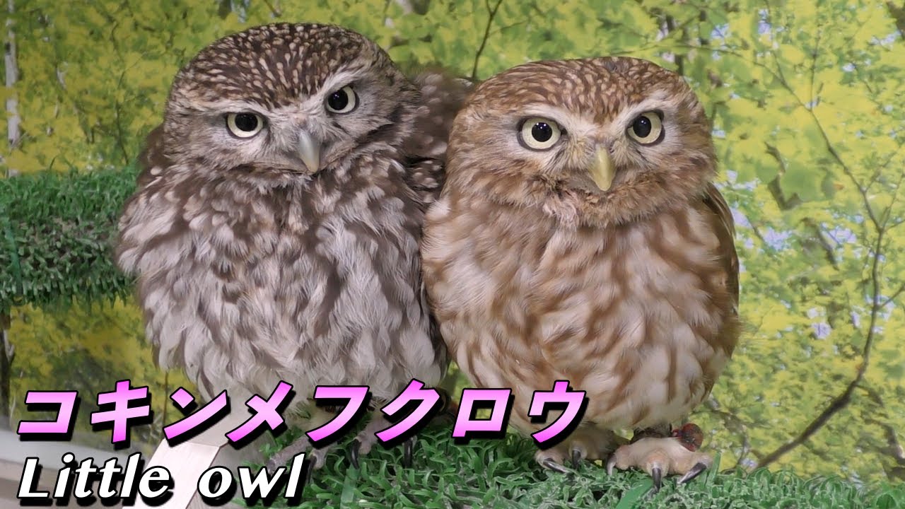 【フクロウ】コキンメフクロウの生態〜女神アテネの使いの可愛い小さなフクロウ〜（Little owl）
