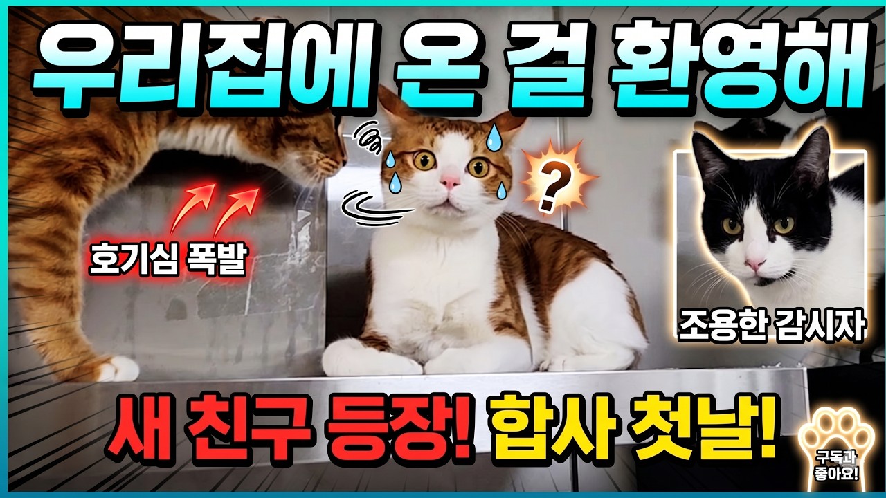 새끼고양이들 중성화 수술 안하면 이렇게 됩니다.🚨(1편)
