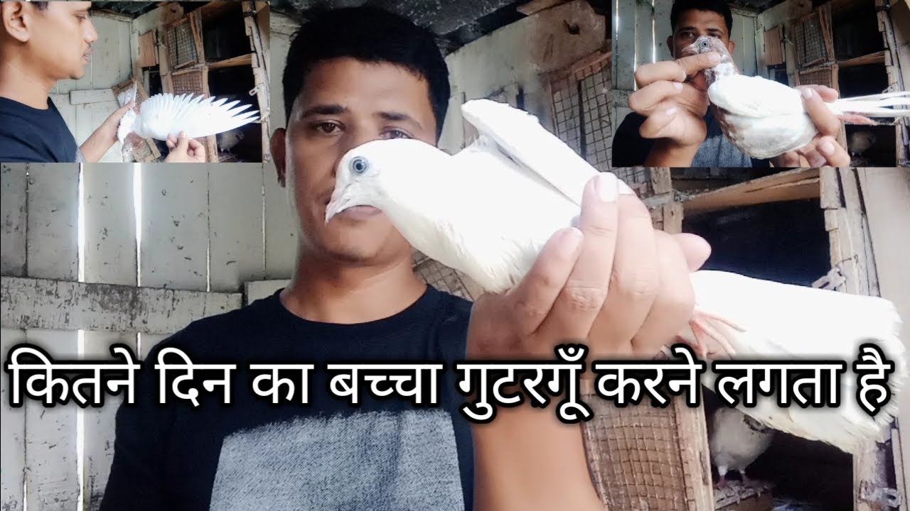 kitne din ka Kabutar ka baccha (Pattha) Gutar gu krne lgta he