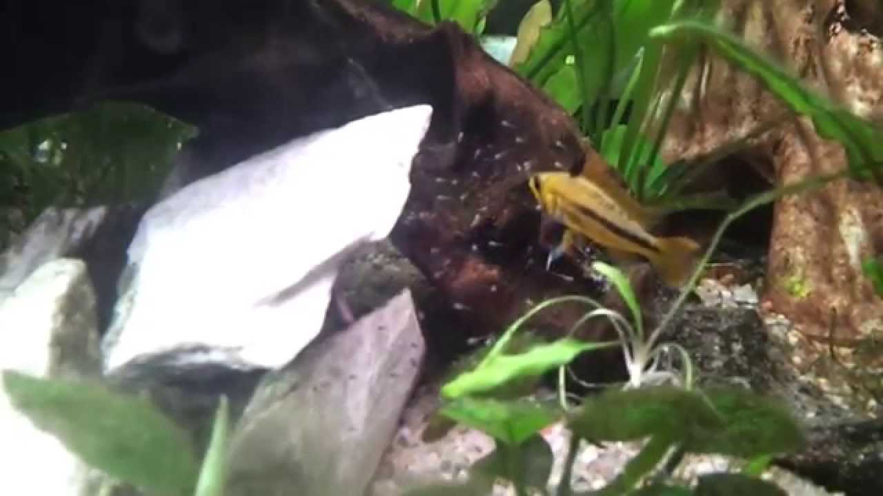 Pielęgniczka Kakadu z młodymi. Apistogramma cacatuoide babies.