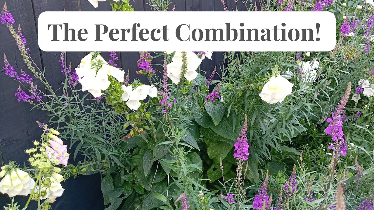 Pack a punch in your borders with these purple plants