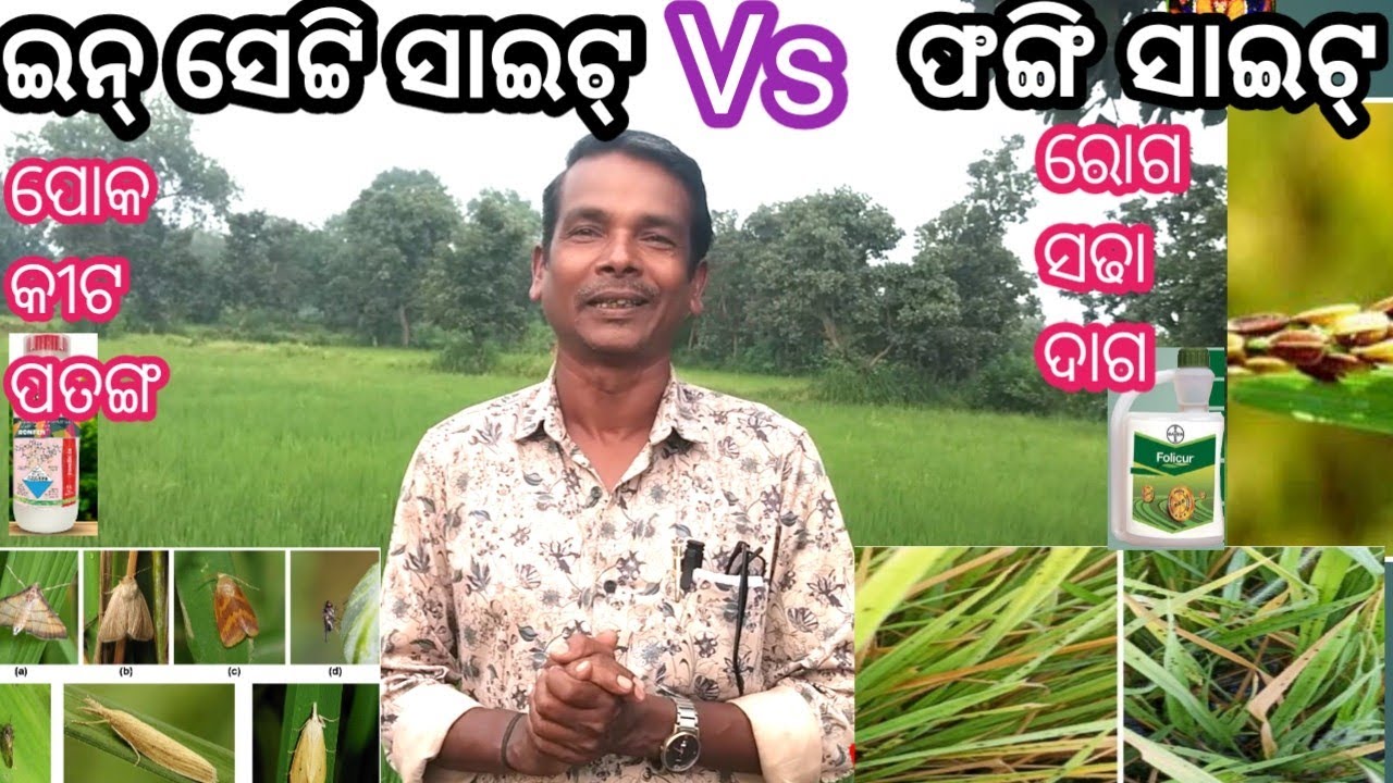 ଇନ୍ ସେଟ୍ଟି ସାଇଟ୍ Vs ଫଙ୍ଗି ସାଇଟ୍ // ଧାନ ର ଔଷଧ ଡିଟେଲ୍//କେଉଁ ଔଷଧ କଣ ପାଇଁ// insecticide Vs fungicide 