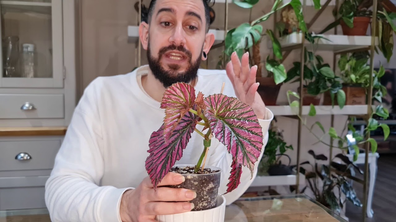 Begonia Brevirimosa subspecies exotica care and tips