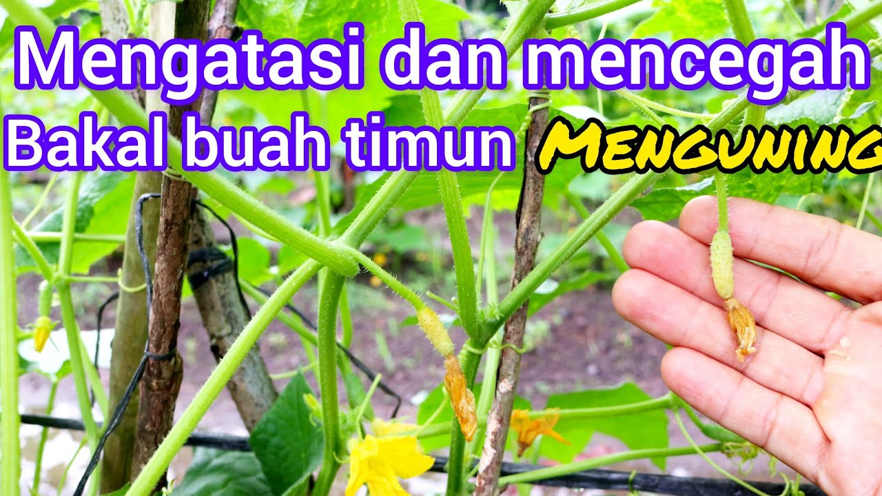 Cara mengatasi /mencegah  penyakit .bakal buah mentimun menguning  dan rontok