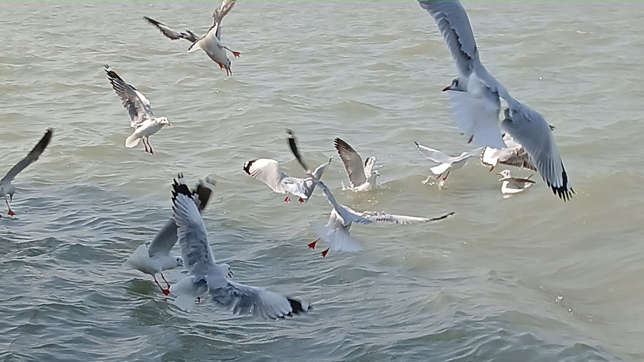সুভ সকাল বনধুরা