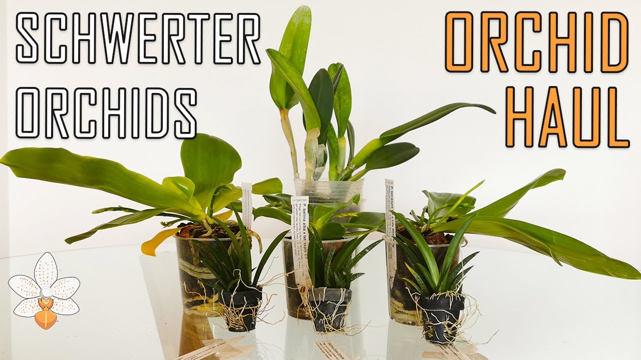 Orchid Haul from Schwerter Orchids in Germany - New Genera!