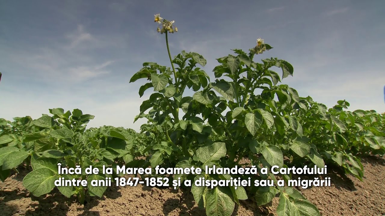 Mana cartofilor, o boala devastatoare