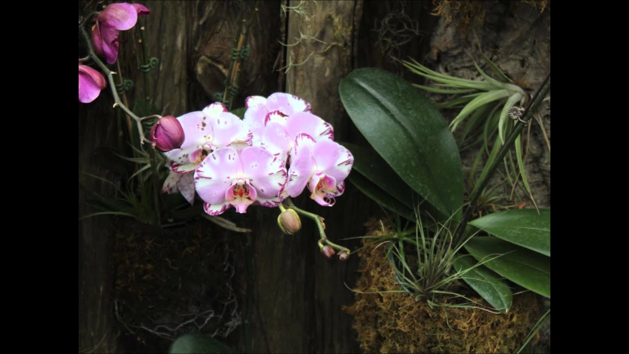 Mantovani   Orchids In The Moonlight