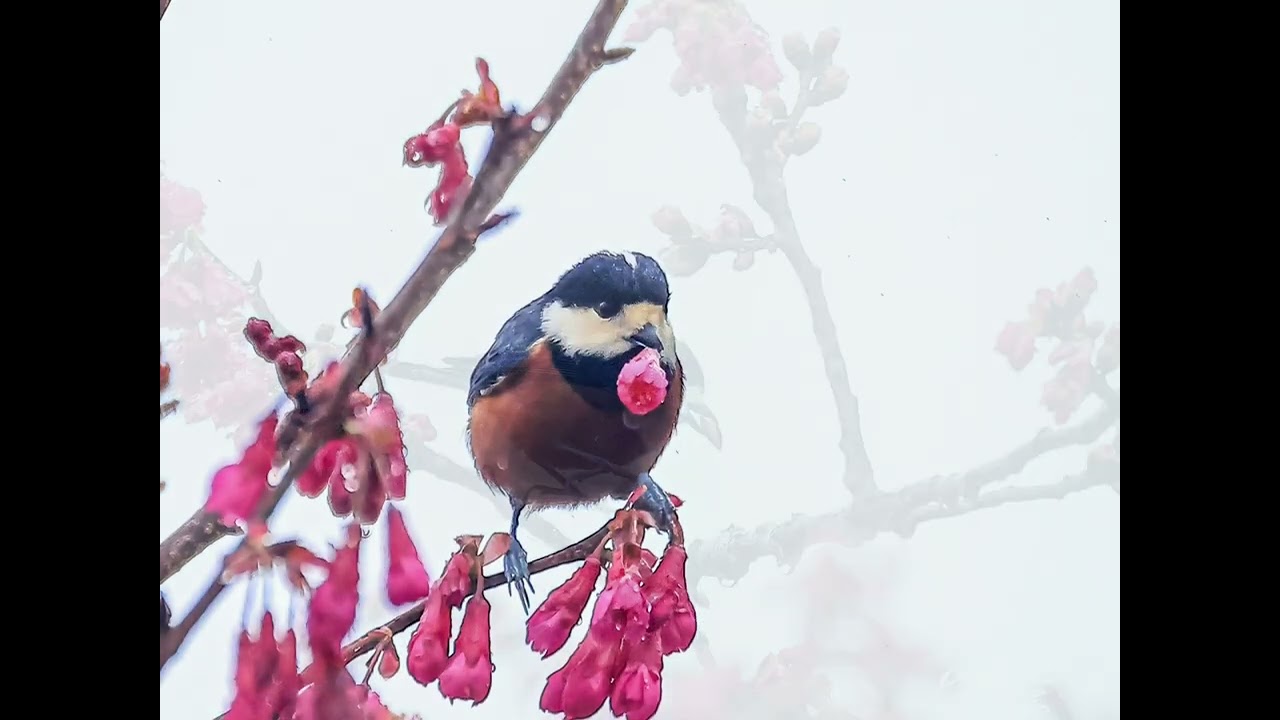 冠羽畫眉賞櫻花2026年春季