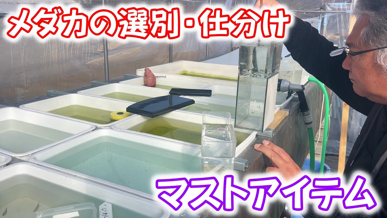 【めだか】自称メダカガチ勢のＢ型おやじの選別。2026年　1月　30日　投稿