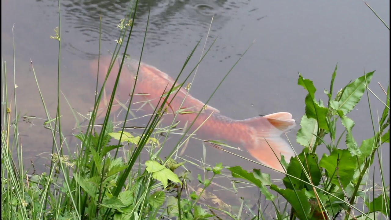 Grote vis in openbaar water gezien