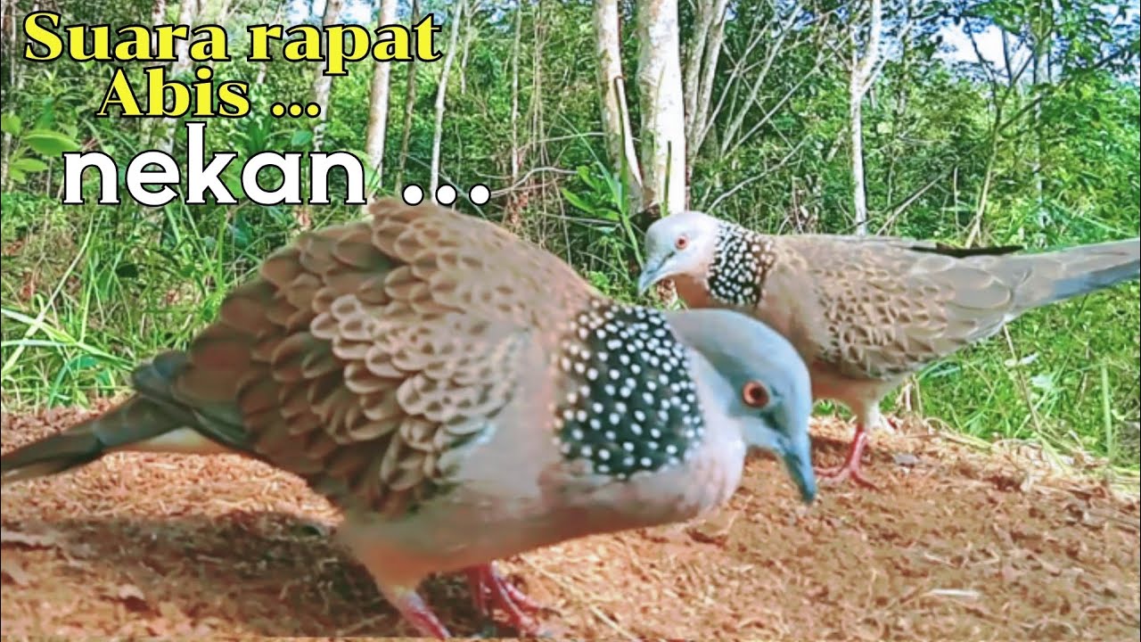 Suara Tekukur Pikat Tanah full gacor Lawan lansung emosi....