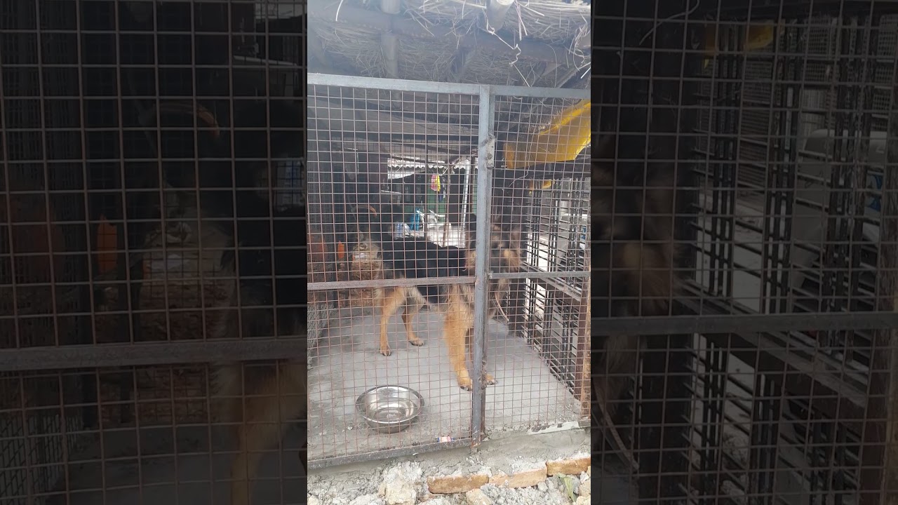 New Cage setup for our dog farm 