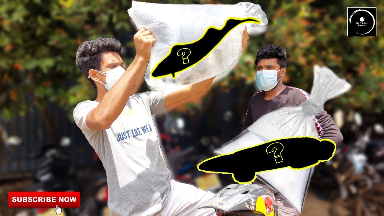 New friends who came in to our tanks | අපේ ටැංකි වලට ආව අලුත් යාලුවෝ | #Vlog_13 | The Fishyflex