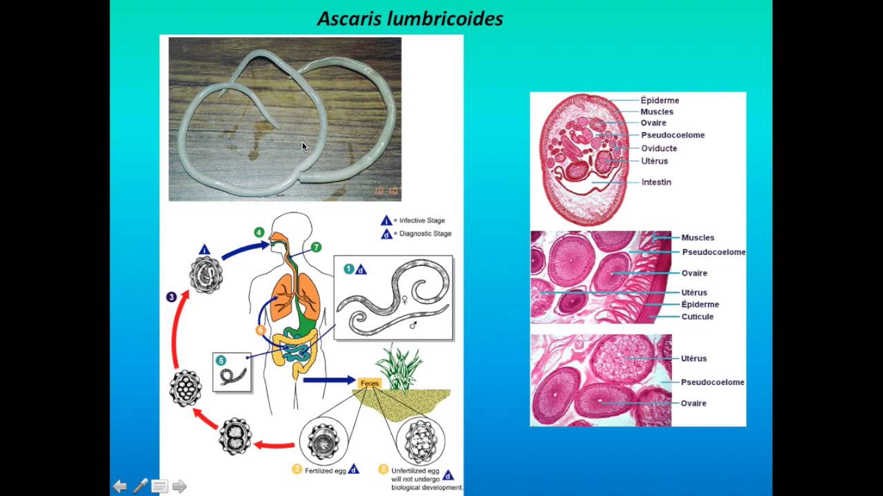 Biología Animales Acuáticos - Helmintos