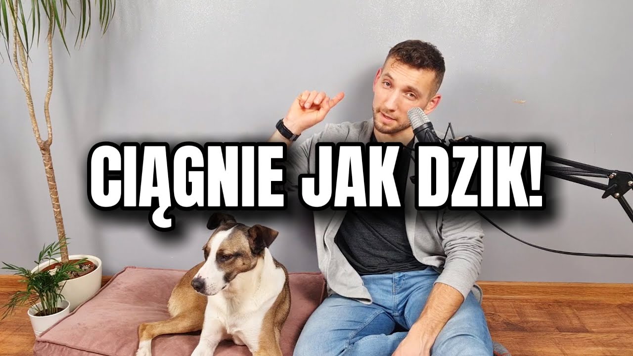 Pies ciągnie na smyczy? Skończ z „wyrywaniem barku” raz na zawsze!