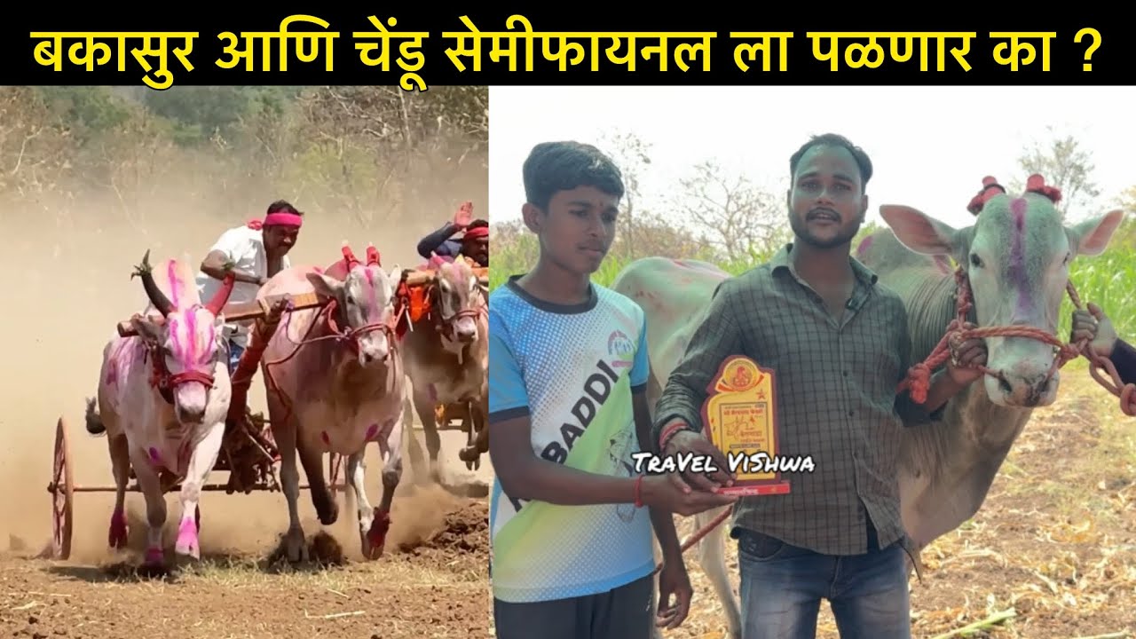 बकासुर आणि चेंडू सेमीफायनल ला पळणार का ? 