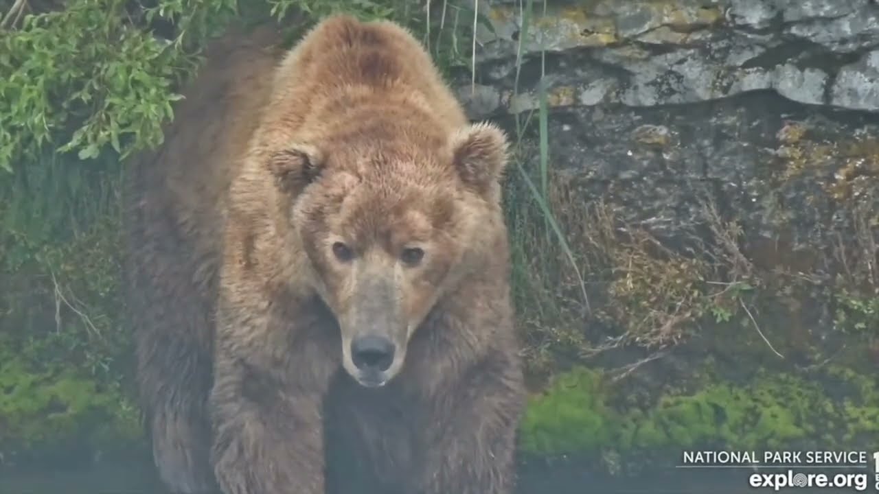 4 Minutes of Zen with 480 Otis, the King of Katmai - Explore.org