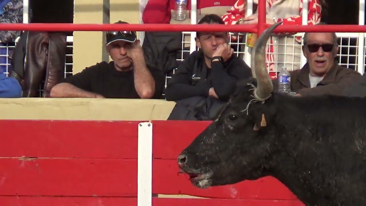 seconde partie du trophée de la biche d'or 2024 a st gilles