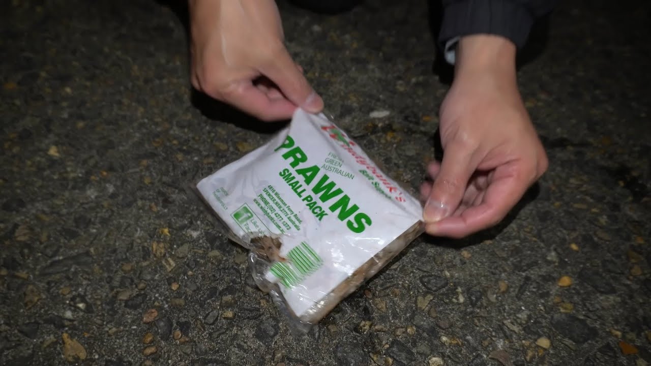 Using Servo Prawns To Catch Fish On Ferry Wharf!