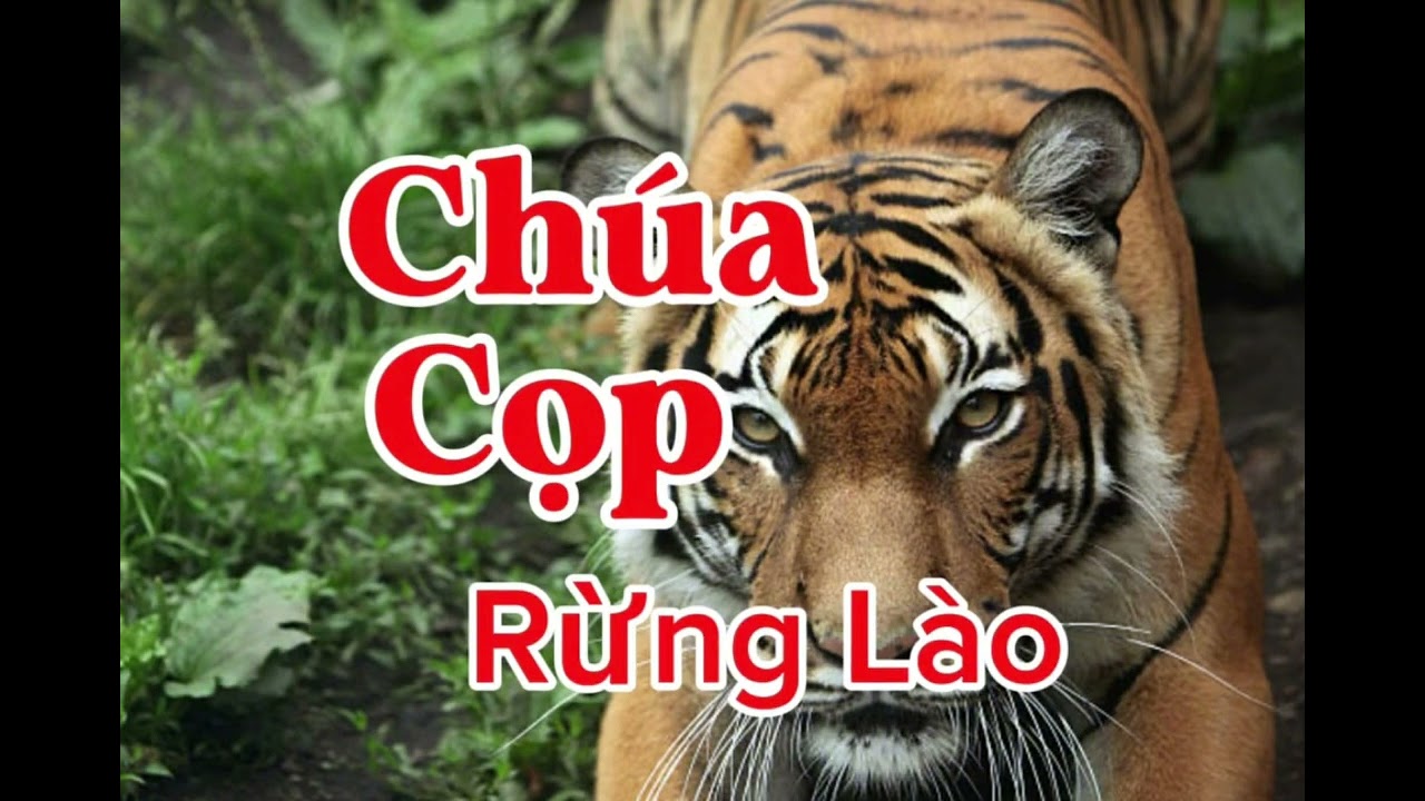CHÚA CỌP RỪNG LÀO | Lê Anh diễn đọc 